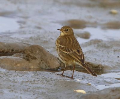 Oeverpieper - Rock Pipit