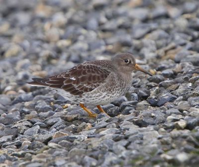 Paarse Strandloper - Purple Sandpiper