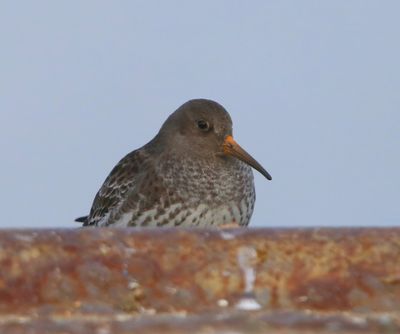 Paarse Strandloper - Purple Sandpiper