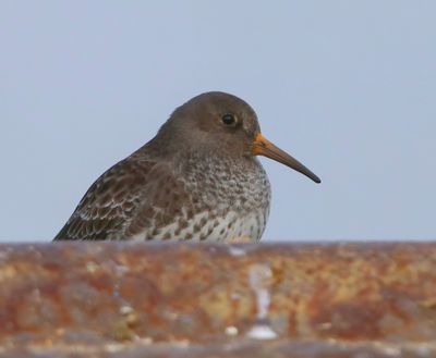 Paarse Strandloper - Purple Sandpiper