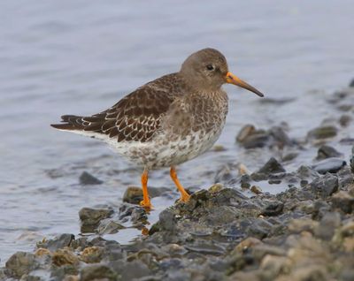 Paarse Strandloper - Purple Sandpiper