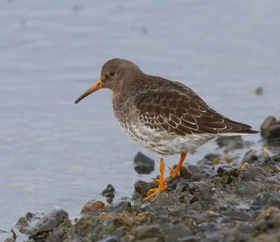 Paarse Strandloper - Purple Sandpiper