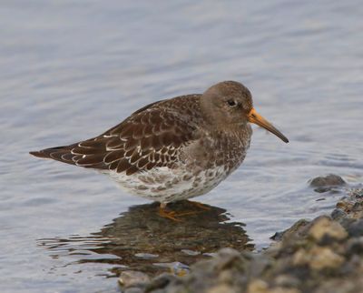 Paarse Strandloper - Purple Sandpiper