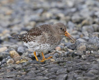 Paarse Strandloper - Purple Sandpiper
