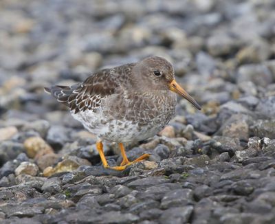 Paarse Strandloper - Purple Sandpiper
