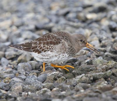 Paarse Strandloper - Purple Sandpiper