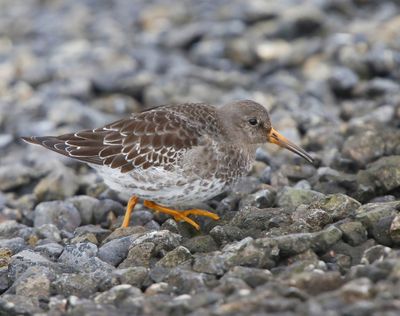 Paarse Strandloper - Purple Sandpiper