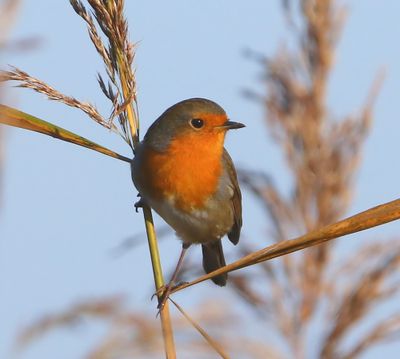 Roodborst - European Robin