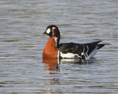 Roodhalsgans - Red-Breasted Goose