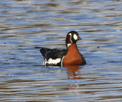 Roodhalsgans - Red-Breasted Goose