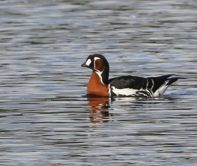 Roodhalsgans - Red-Breasted Goose