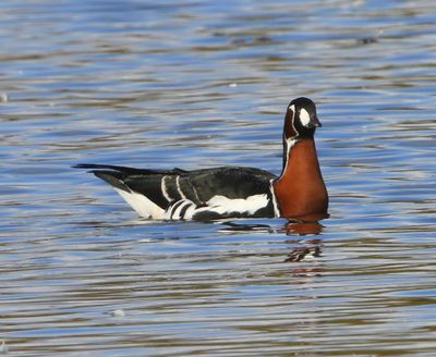 Roodhalsgans - Red-Breasted Goose