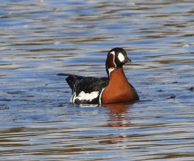 Roodhalsgans - Red-Breasted Goose