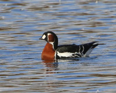 Roodhalsgans - Red-Breasted Goose