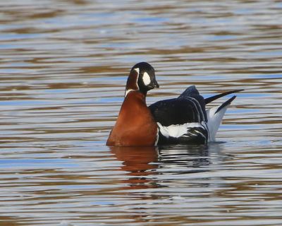 Roodhalsgans - Red-Breasted Goose
