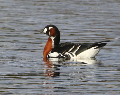 Roodhalsgans - Red-Breasted Goose