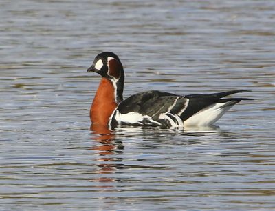 Roodhalsgans - Red-Breasted Goose