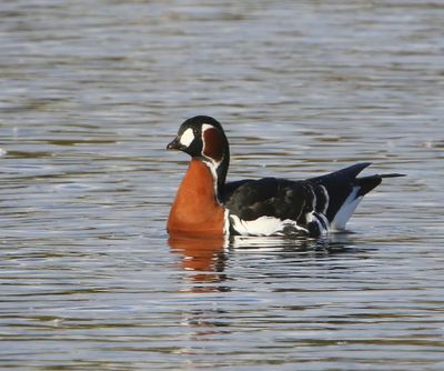 Roodhalsgans - Red-Breasted Goose
