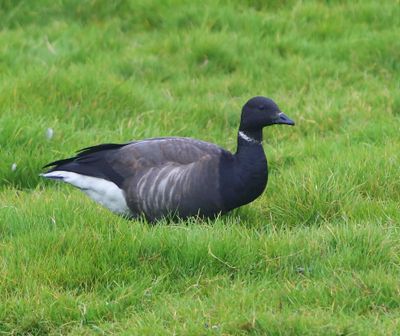 Rotgans - Dark-bellied Brent Goose