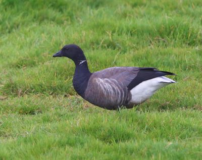 Rotgans - Dark-bellied Brent Goose