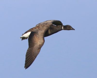 Rotgans - Dark-bellied Brent Goose