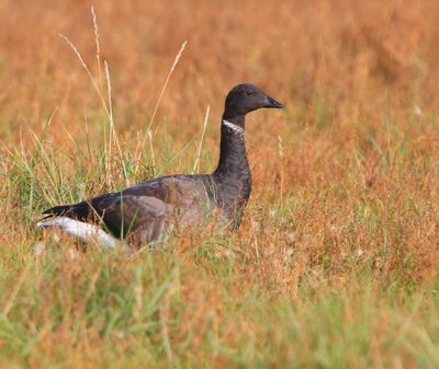 Rotgans - Dark-bellied Brent Goose