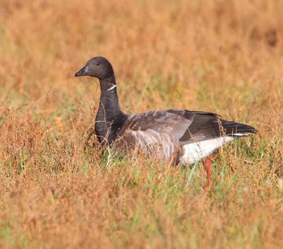 Rotgans - Dark-bellied Brent Goose