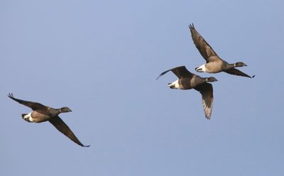 Rotganzen - Dark-bellied Brent Geese