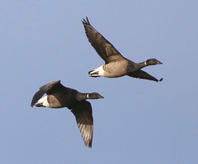 Rotganzen - Dark-bellied Brent Geese