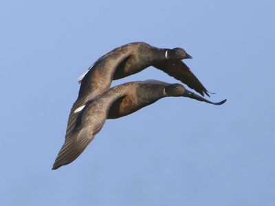 Rotganzen - Dark-bellied Brent Geese