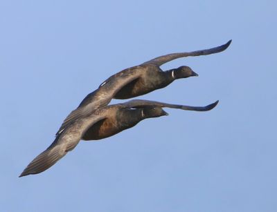 Rotganzen - Dark-bellied Brent Geese