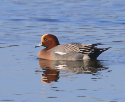 Smient - Eurasian Wigeon