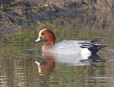 Smient - Eurasian Wigeon