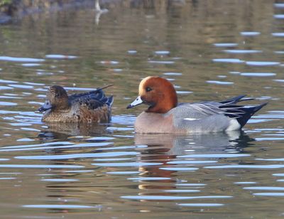 Smienten - Eurasian Wigeons