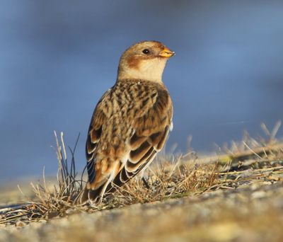 Sneeuwgors - Snow Bunting