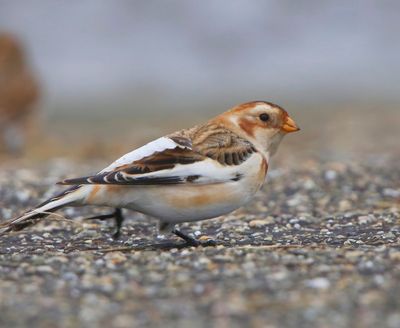 Sneeuwgors - Snow Bunting