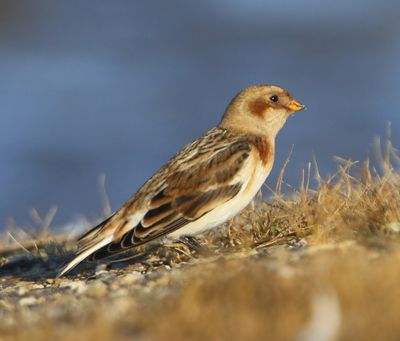 Sneeuwgors - Snow Bunting