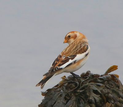 Sneeuwgors - Snow Bunting