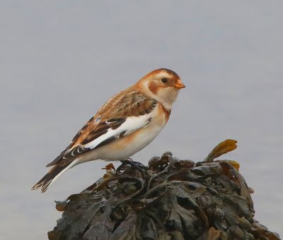 Sneeuwgors - Snow Bunting