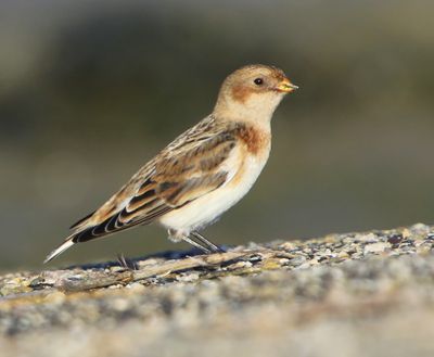 Sneeuwgors - Snow Bunting