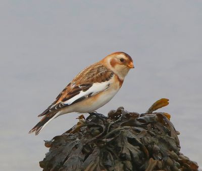 Sneeuwgors - Snow Bunting