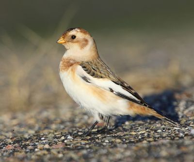 Sneeuwgors - Snow Bunting