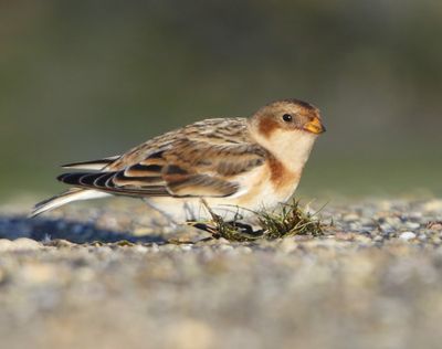 Sneeuwgors - Snow Bunting