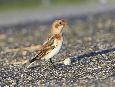 Sneeuwgors - Snow Bunting