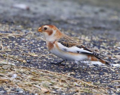Sneeuwgors - Snow Bunting