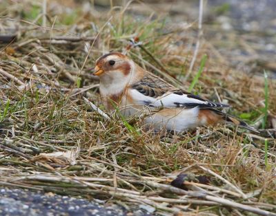 Sneeuwgors - Snow Bunting