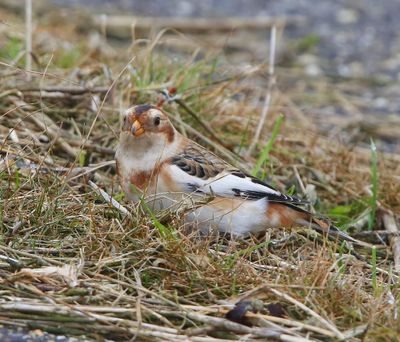 Sneeuwgors - Snow Bunting