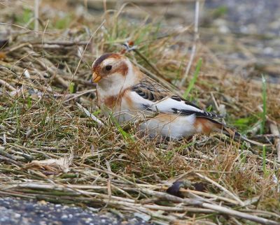 Sneeuwgors - Snow Bunting