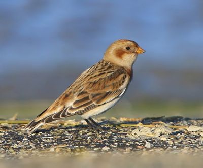 Sneeuwgors - Snow Bunting