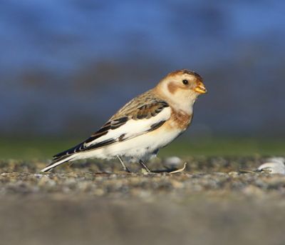 Sneeuwgors - Snow Bunting